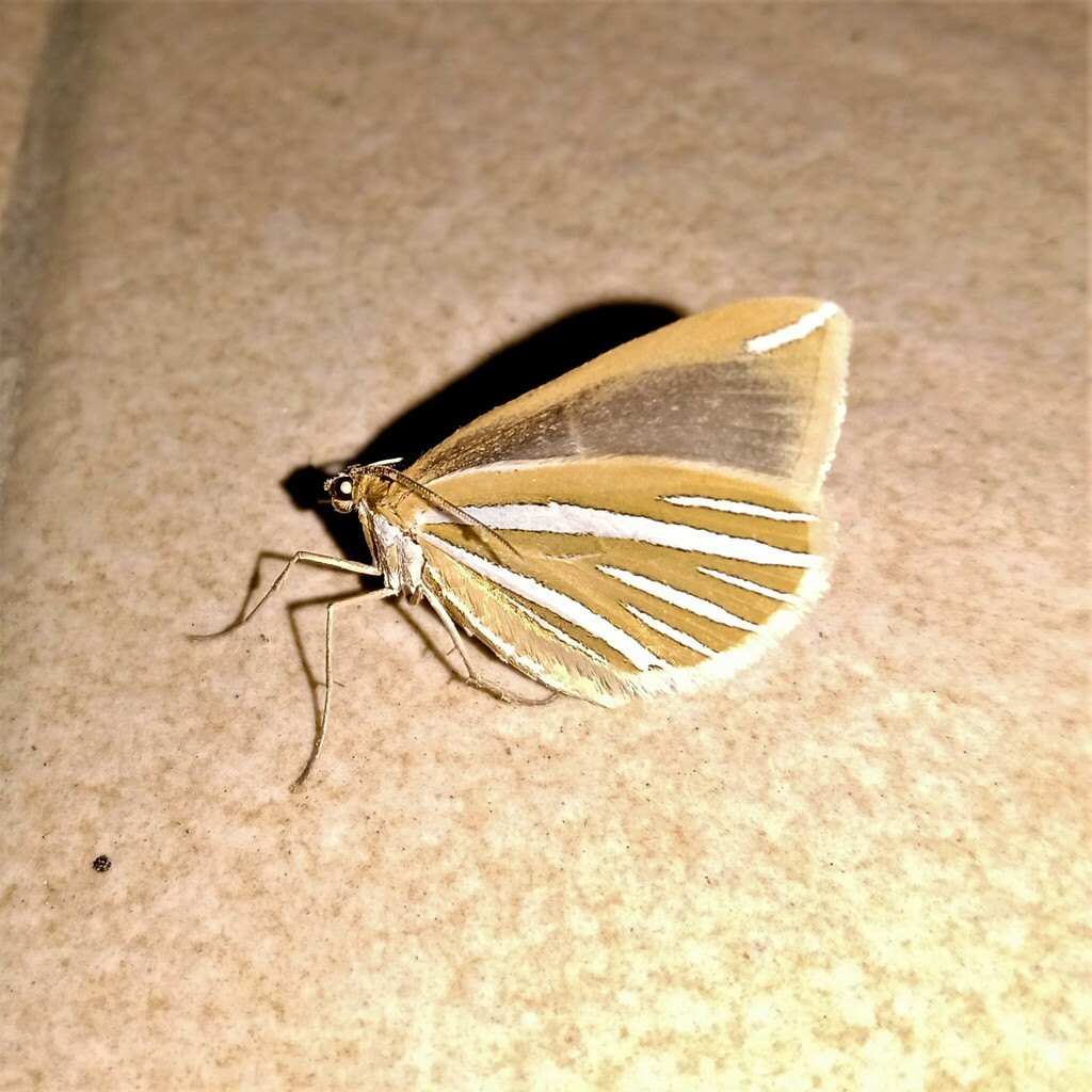 Stamnodes uniformata