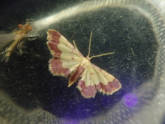 Idaea nielseni