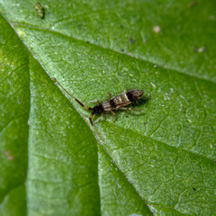 Orchesella flavescens