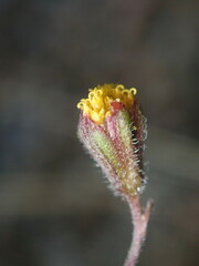 Picradeniopsis multiflora