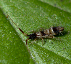 Orchesella flavescens