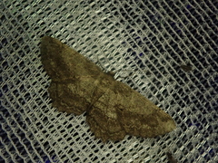 Hypomecis crassestrigata