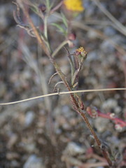 Picradeniopsis multiflora