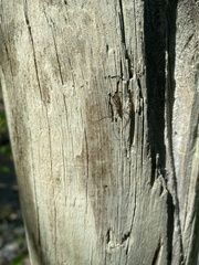 Amphineurus hudsoni