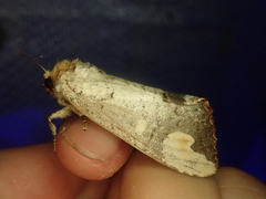 Phalera angustipennis