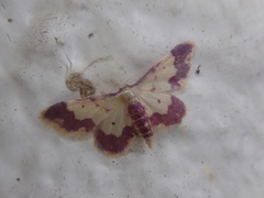 Idaea nielseni