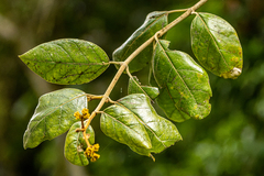 Parsonsia fulva