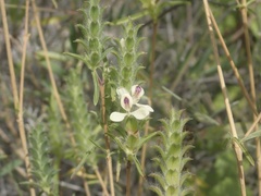 Tetramerium nervosum