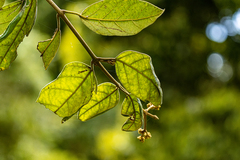 Parsonsia fulva