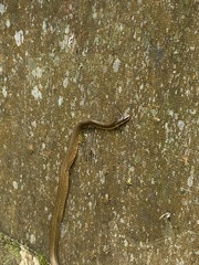 Phrynonax poecilonotus