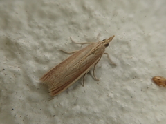 Polyocha diversella
