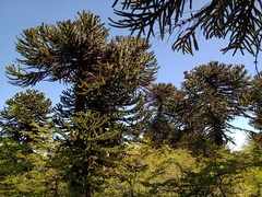 Araucaria araucana