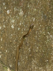 Phrynonax poecilonotus