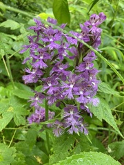 Platanthera grandiflora