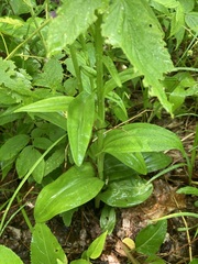 Platanthera grandiflora