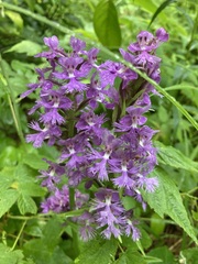 Platanthera grandiflora