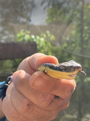 Phrynonax poecilonotus