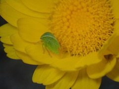 Spissistilus festinus