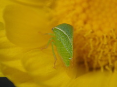 Spissistilus festinus