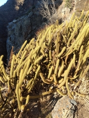 Bergerocactus emoryi