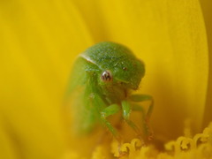 Spissistilus festinus