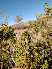 Larrea nitida