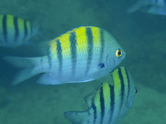 Abudefduf troschelii