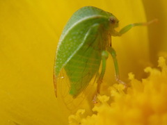 Spissistilus festinus