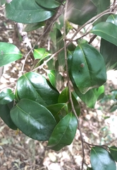 Huberantha nitidissima