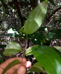 Huberantha nitidissima