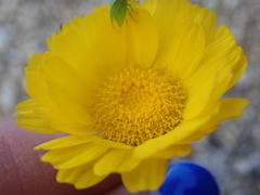 Baileya multiradiata