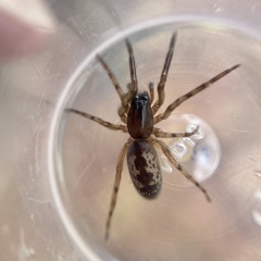 Segestria senoculata