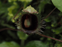 Corybas oblongus