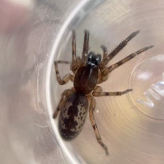 Segestria senoculata