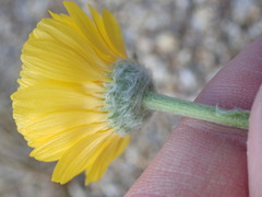 Baileya multiradiata
