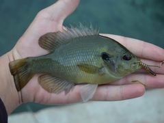 Lepomis miniatus