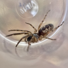Segestria senoculata