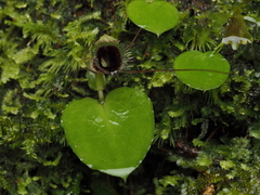 Corybas oblongus