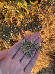 Lupinus arboreus
