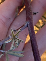 Lupinus arboreus