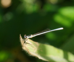 Agriocnemis argentea