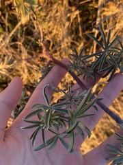 Lupinus arboreus