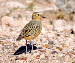 Oreopholus ruficollis