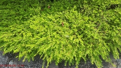 Phyllanthus myrtifolius