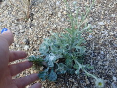 Baileya multiradiata