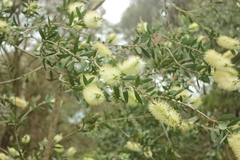 Melaleuca lanceolata