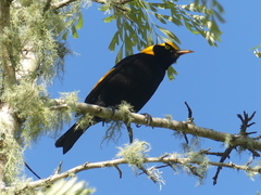 Sericulus chrysocephalus