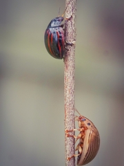 Paropsisterna intacta