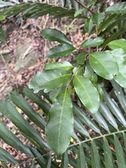 Glycosmis parviflora