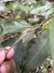 Glycosmis parviflora